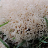 White Jelly Mushroom