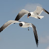 Black-headed gull