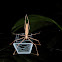Net-Casting Spider