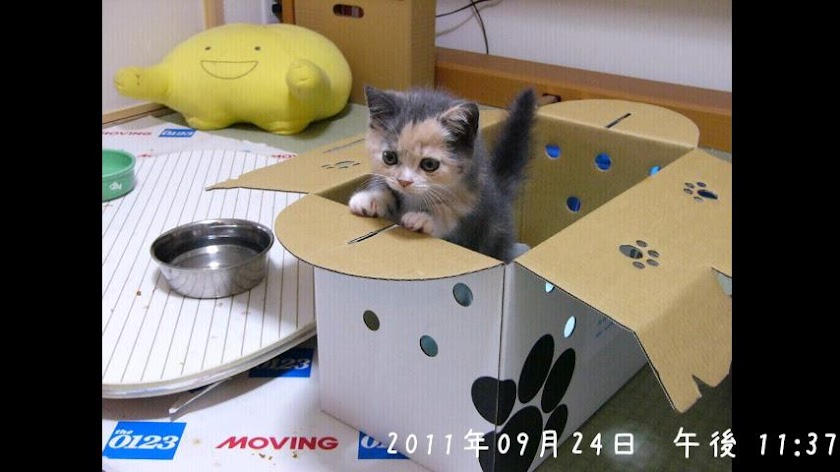 Photoroid　Pro Screen 3