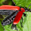 Cardinal Beetle