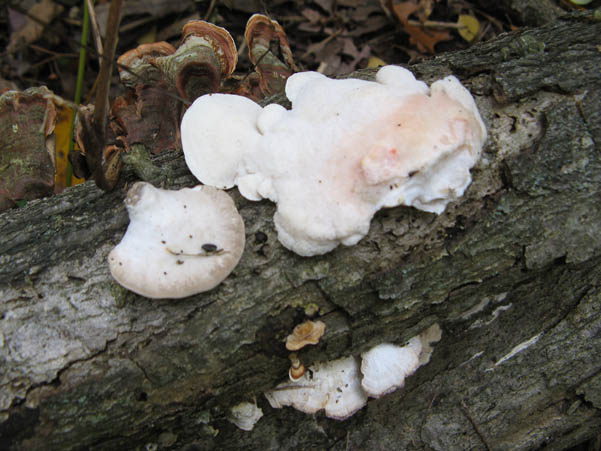 White Cheese Polypore mushroom