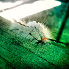 White-Marked Tussock Moth