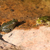 lesser green frog