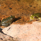 lesser green frog