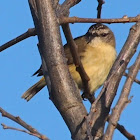 Yellow-rumped Thornbill