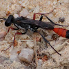 Digger wasp, avispa escavadora