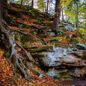 Ledges of a tree by Christine Weaver-Cimala - Nature Up Close Rock & Stone