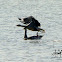 Bar-headed Goose