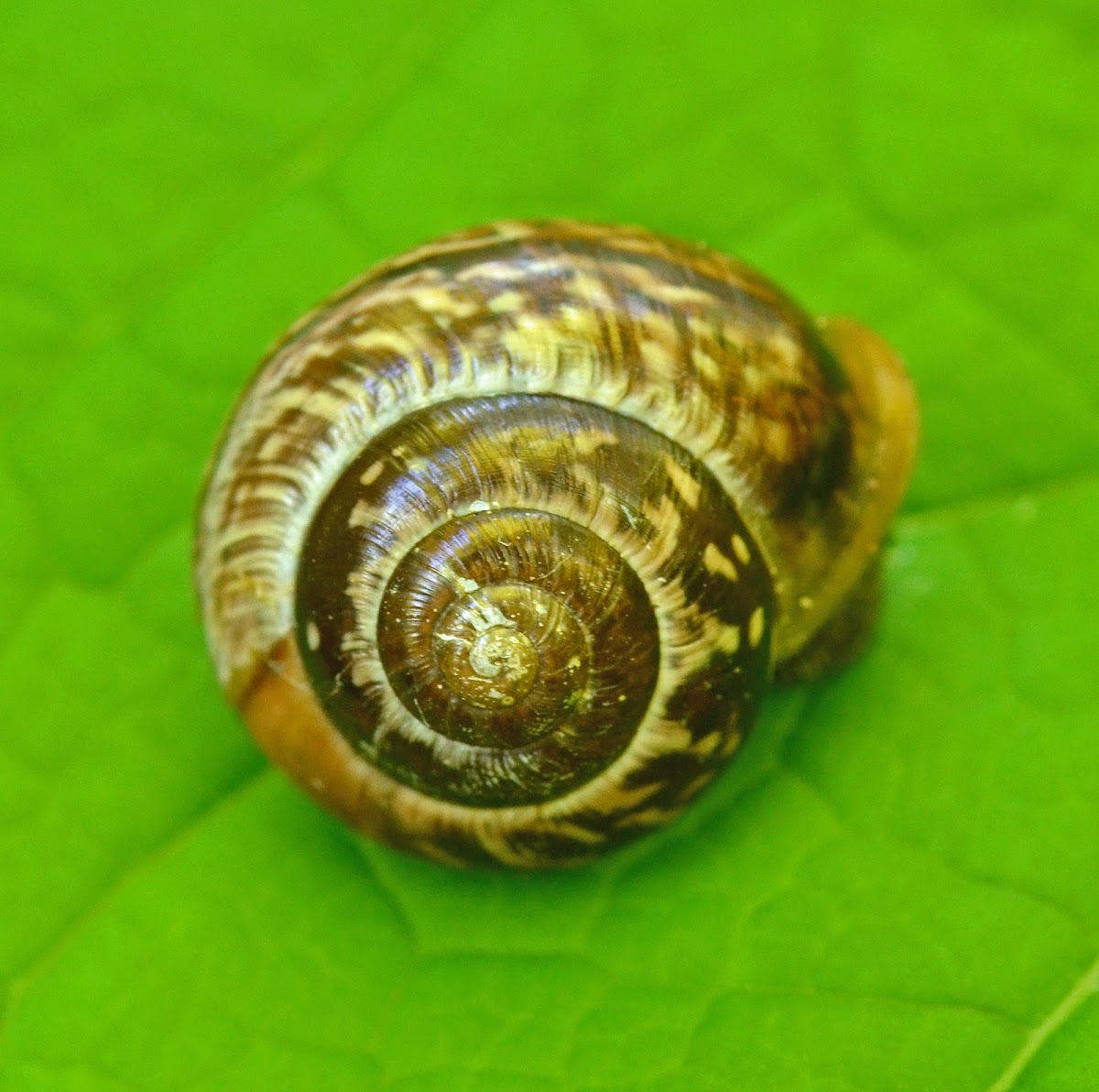 Unidentified snail