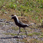 Pacific Golden Plover/ Kolea (Breeding Plumage)