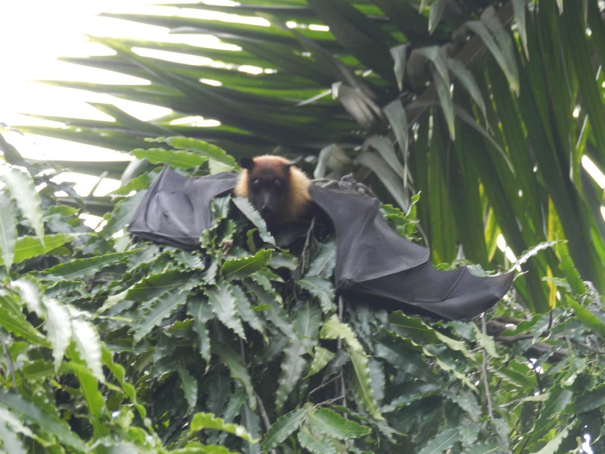 Indian Giant Fruit Bat