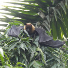 Indian Giant Fruit Bat