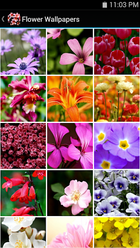 Flower Wallpapers