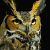 Great Horned Owl - Chattanooga Nature Center