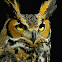 Great Horned Owl - Chattanooga Nature Center