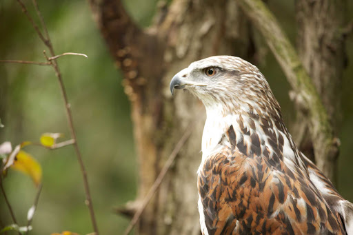 bird-of-prey-zoo-Quebec - A bird of prey at the  Zoo Sauvage de St-Felicien in Quebec, Canada.