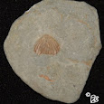Fossils of Northeast Ohio