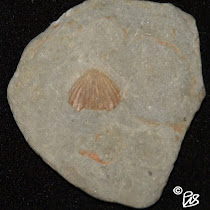 Fossils of Northeast Ohio