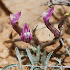 Holy Milk-Vetch