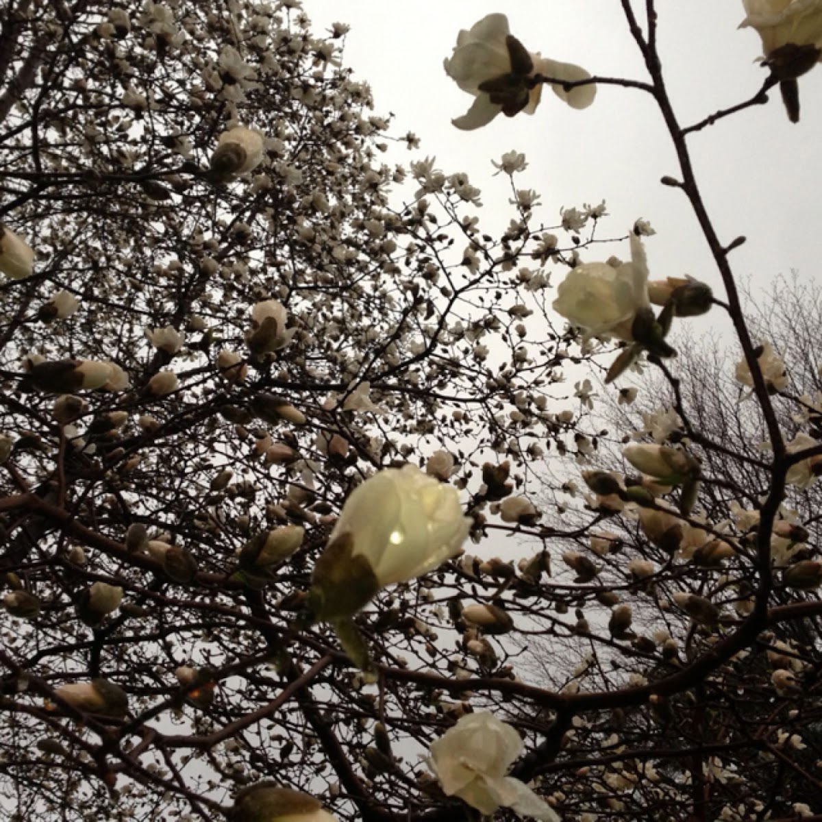 Budding, Cherry Blossoms