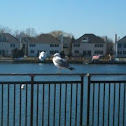 Herring gull