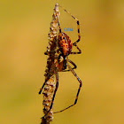 Unknown spider