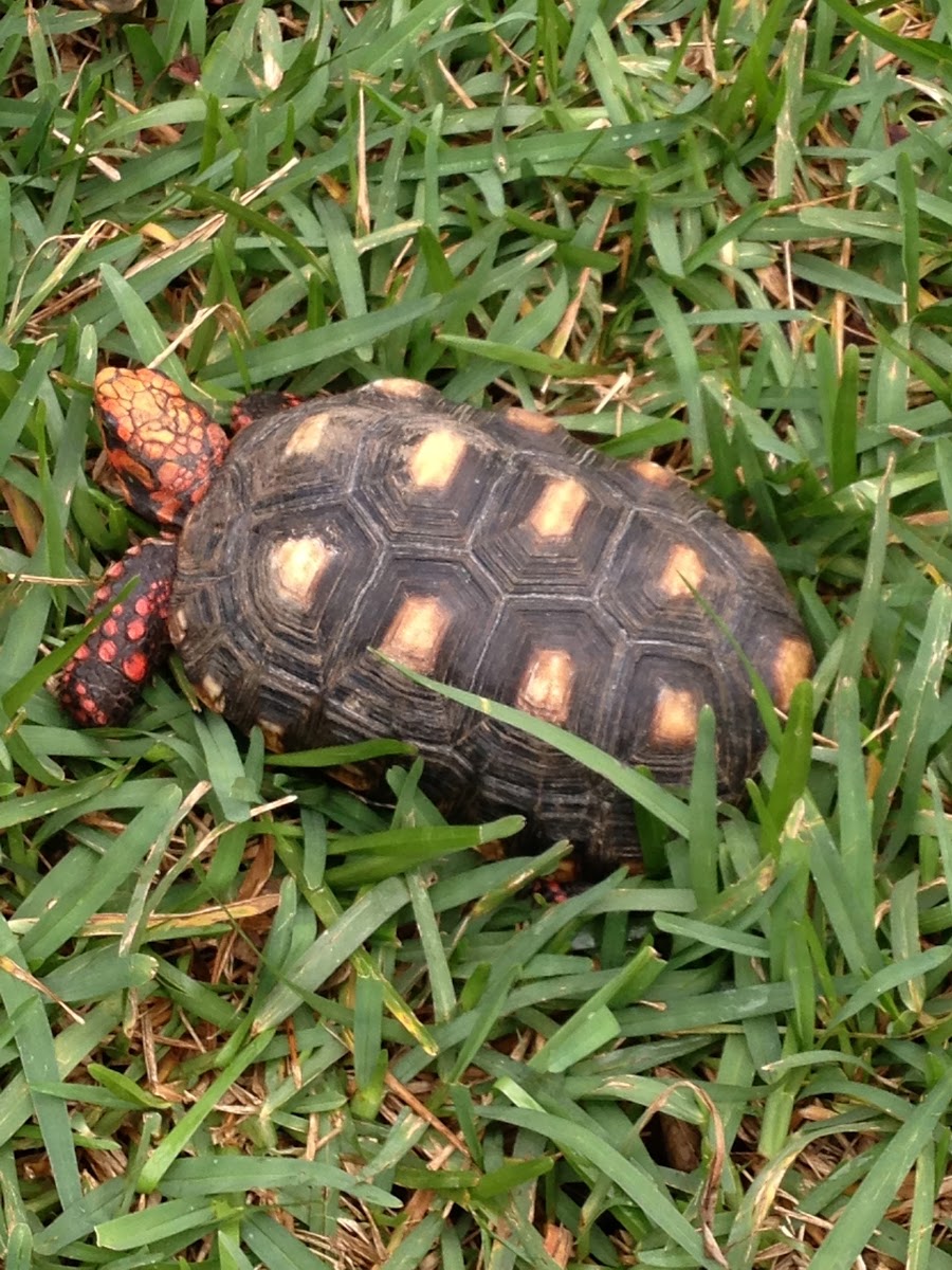 Red-footed tortoise
