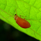 Orange Flea Beetle