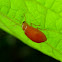 Orange Flea Beetle