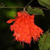 Rose of Venezuela, Scarlet Flame