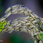 Actinote caterpillars