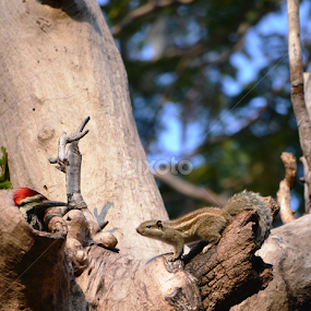 Friends  by Rashmi Joshi - Animals Other