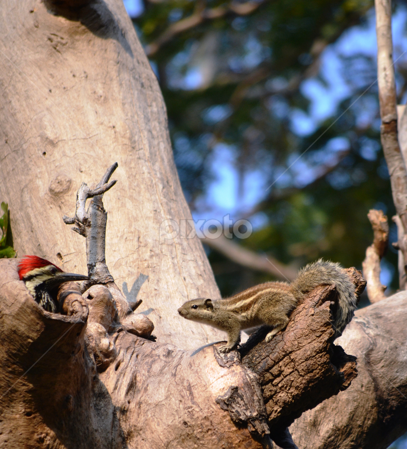 Friends  by Rashmi Joshi - Animals Other
