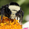 Yellow-faced Bumblebee