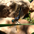 Blue Dasher Dragonfly (Male)