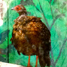 Swinhoe's Pheasant
