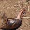 Giant African Land Snail