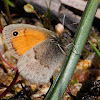 Small Heath, Níspola