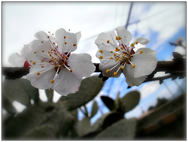 Apricot flowers.