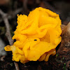 Yellow brain, witches' butter