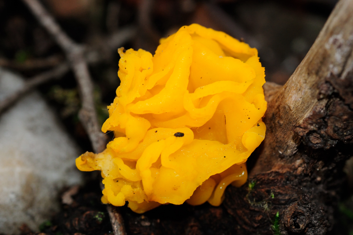 Yellow brain, witches' butter