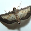 Lesser Rice-Leafroller Moth 