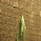 green lace wing