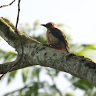 Golden-fronted Woodpecker