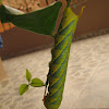 Death's head hawkmoth caterpillar