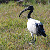 African Sacred Ibis