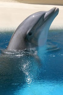Penguin and Dolphin Wallpaper Screenshots 8
