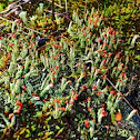 British soldier lichen