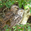 Tawny Frog Mouth Owl